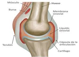 Liquido sinovial
